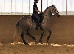 Bild von Susanne Reidenbach-Rausch auf Pferd